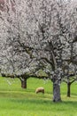 Sheep grazing in a blooming orchard with cherry tree flowers Royalty Free Stock Photo