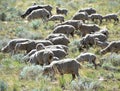 Sheep grazing C Hill in Carson City Nevada Royalty Free Stock Photo