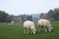 Sheep Grazing at Calke Abbey Royalty Free Stock Photo