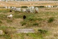 Sheep grazing in the Carnac Alignments, Brittany. France