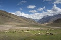 Sheep grazing at Chandrataal, Spiti, Himachal Pradesh