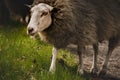 Sheep grazing and chewing on the grass in the forest Royalty Free Stock Photo