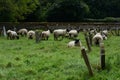 Sheep Grazing in Churchyard, North Elmham, Norfolk, UK