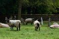 Sheep Grazing in Churchyard, North Elmham, Norfolk, UK