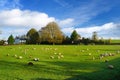 Sheep grazing on Cornish fields under cloudy sky, Cornwall, England, UK