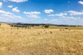 Sheep grazing in Cowra - Central New South Wales Australia Royalty Free Stock Photo