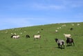 Sheep grazing on Cumbrian fellside Royalty Free Stock Photo