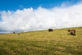 Sheep grazing on a Royalty Free Stock Photo