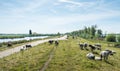 Sheep grazing on a Royalty Free Stock Photo