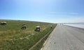 Sheep grazing on a dike in East Frisia along the North Sea shore Ostfriesland. In the distance you can see Holland