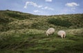 Sheep grazing on dunes with moss on Sylt island Royalty Free Stock Photo