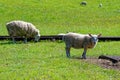 Sheep grazing in the English countryside Royalty Free Stock Photo