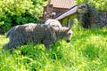 Sheep grazing in the English countryside Royalty Free Stock Photo