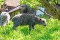 Sheep grazing in the English countryside Royalty Free Stock Photo