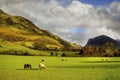 Sheep Grazing, English Countryside, Lake District Royalty Free Stock Photo