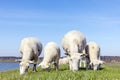 Sheep grazing in a row at familydiner, lambkin in a field on top of an embankment a dike of the island Terschelling Royalty Free Stock Photo