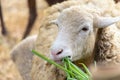 Sheep grazing in farm close up image. Royalty Free Stock Photo