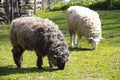 Sheep grazing in an urban farm