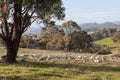 Sheep grazing in farm near Oberon. NSW. Australia.