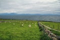 Sheep grazing on the farm with the view of North Atlantic Ocean near to Slea Head Drive in Dingle Peninsula. Slea Head Drive is Royalty Free Stock Photo