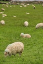 Sheep grazing on the farm with the view of North Atlantic Ocean near to Slea Head Drive in Dingle Peninsula. Slea Head Drive is Royalty Free Stock Photo