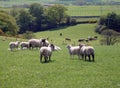 Sheep grazing in field Royalty Free Stock Photo