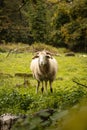 sheep grazing in the field in autumn in SatÃ£o Portugal Royalty Free Stock Photo