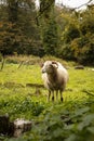 sheep grazing in the field in autumn in SatÃ£o Portugal Royalty Free Stock Photo