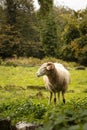 sheep grazing in the field in autumn in SatÃ£o Portugal Royalty Free Stock Photo