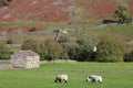 Sheep grazing by field barn, Muker, Swaledale, UK Royalty Free Stock Photo