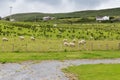 Sheep grazing on field of connemara in ireland