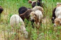 Sheep grazing in a field and eat grass. Royalty Free Stock Photo