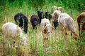 Sheep grazing in a field and eat grass. Royalty Free Stock Photo