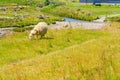 Sheep grazing on a field, Elan Valley Royalty Free Stock Photo