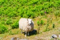 Sheep grazing on a field, Elan Valley Royalty Free Stock Photo