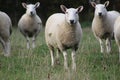 A flock/ herd of sheep grazing in a field in Yorkshire, Britain in the UK