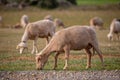 Sheep grazing in the field. flock of sheep Royalty Free Stock Photo