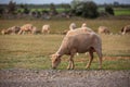 Sheep grazing in the field. flock of sheep Royalty Free Stock Photo