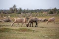 Sheep grazing in the field. flock of sheep Royalty Free Stock Photo