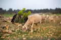 Sheep grazing in the field. flock of sheep Royalty Free Stock Photo