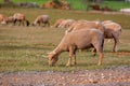 Sheep grazing in the field. flock of sheep Royalty Free Stock Photo