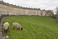 Sheep grazing in the historic World Heritage city of Bath in Somerset