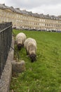 Sheep grazing in the historic World Heritage city of Bath in Somerset