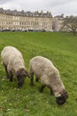 Sheep grazing in the historic World Heritage city of Bath in Somerset