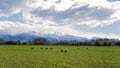 Sheep Grazing In A Field In Front Of Snow Covered Alps Royalty Free Stock Photo