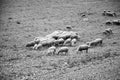 Sheep grazing field Royalty Free Stock Photo