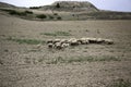 Sheep grazing field Royalty Free Stock Photo