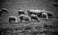 Sheep grazing field Royalty Free Stock Photo