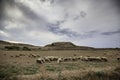 Sheep grazing field Royalty Free Stock Photo