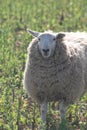 Sheep grazing in field at laming time In spring In North Yorkshire UK Royalty Free Stock Photo